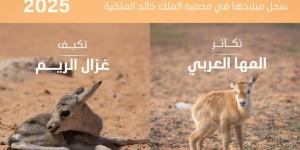 تسجيل ولادة 74 حيوانًا بريًا في محمية الملك خالد الملكية - شوف 360 الإخباري