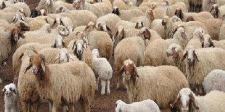 طرق
      حجز
      أضاحي
      وزارة
      الزراعة
      2025..
      تعرف
      على
      أماكن
      توافرها - شوف 360 الإخباري