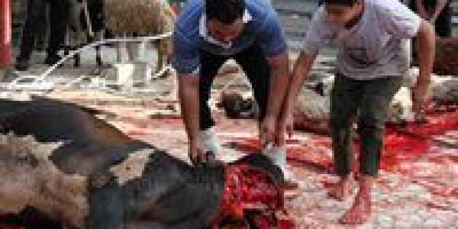 5
      سنوات
      سجن
      و5
      ألف
      جنيه
      غرامة..
      تعرف
      على
      عقوبة
      ذبح
      الأضحية
      في
      الشارع - شوف 360 الإخباري