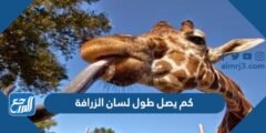 كم يصل طول لسان الزرافة