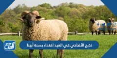نذبح الأضاحي في العيد اقتداء بسنة أبينا ##