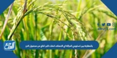 بالمقارنة بين اسلوبي الحراثة اي الاصناف اعطت اكبر انتاج من محصول الارز