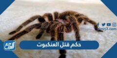 حكم قتل العنكبوت