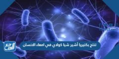 تنتج بكتيريا أشير شيا كولاي في امعاء الانسان