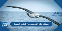 يصنف طائر القطرس من الطيور البحرية