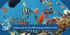 إذا كان عدد الأسماك في إحدى البحيرات ٣٤٠٠ سمكة، ١٠٪ منها من نوع الهامور