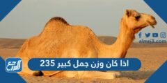 اذا كان وزن جمل كبير 235
