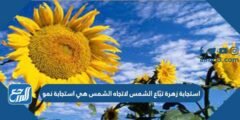 استجابة زهرة تبّاع الشمس لاتجاه الشمس هي استجابة نمو.