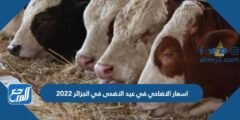 اسعار الاضاحي في عيد الاضحى في الجزائر 2026 واماكن بيعها 2026