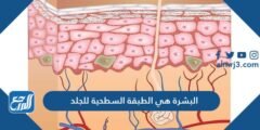 البشرة هي الطبقة السطحية للجلد 2026