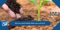 السماد الذي يصنع من النباتات والحيوانات الميتة يسمى الدبال. 2026
