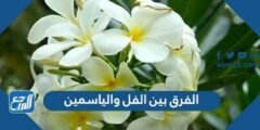 الفرق بين الفل والياسمين - موقع المرجع