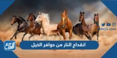 انقداح النار من حوافر الخيل 2026