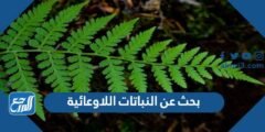 بحث عن النباتات اللاوعائية - موقع المرجع