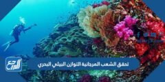 تحقق الشعب المرجانية التوازن البيئي البحري