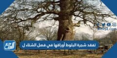 تفقد شجرة البلوط أوراقها في فصل الشتاء ل