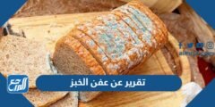 تقرير عن عفن الخبز pdf doc جاهز للطباعة