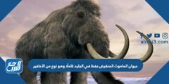 حيوان الماموث المنقرض حفظ في الجليد كاملًا وهو نوع من الأحافير