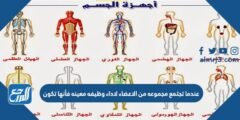 عندما تجتمع مجموعه من الاعضاء لاداء وطيفه معينه فأنها تكون