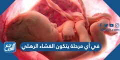 في أي مرحلة يتكون الغشاء الرهلي