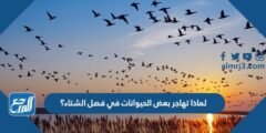 لماذا تهاجر بعض الحيوانات في فصل الشتاء؟