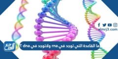 ما القاعدة التي توجد في rna ولاتوجد في dna ؟