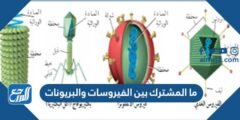 ما المشترك بين الفيروسات والبريونات