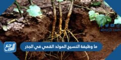 ما وظيفة النسيج المولد القمي في الجذر
