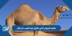 ماهو الحيوان الذي اطلق عليه العرب ام حائل