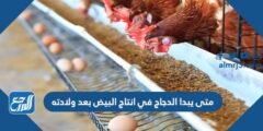 متى يبدا الدجاج في انتاج البيض بعد ولادته