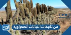 من تكيفات النباتات الصحراوية - موقع المرجع