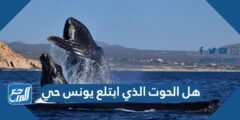 هل الحوت الذي ابتلع يونس حي