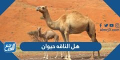 هل الناقه حيوان ام لا