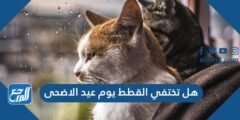 هل تختفي القطط يوم عيد الاضحى