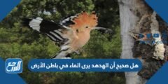 هل صحيح أن الهدهد يرى الماء في باطن الأرض