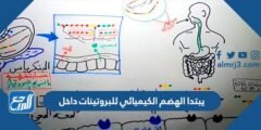 يبتدا الهضم الكيميائي للبروتينات داخل