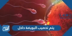 يتم تخصيب البويضة داخل –  2026