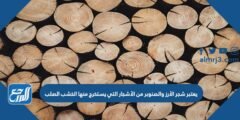 يعتبر شجر الأرز والصنوبر من الأشجار التي يستخرج منها الخشب الصلب