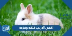 اخفى الارنب قلقه وفزعه - موقع المرجع