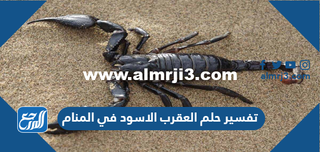 تفسير حلم العقرب الاسود في المنام للعزباء والمتزوجة والحامل