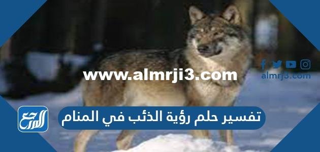 تفسير حلم رؤية الذئب في المنام للمتزوجة والعزباء والحامل
