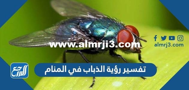 تفسير رؤية الذباب في المنام لابن سيرين والنابلسي وابن شاهين