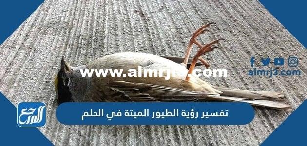 تفسير رؤية الطيور الميتة في الحلم للعزباء والمتزوجة والحامل