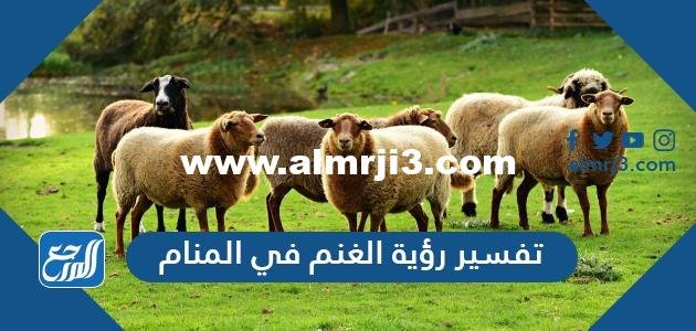 تفسير رؤية الغنم في المنام للعزباء والمتزوجة والمطلقة والحامل