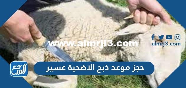 حجز موعد ذبح الاضحية عسير