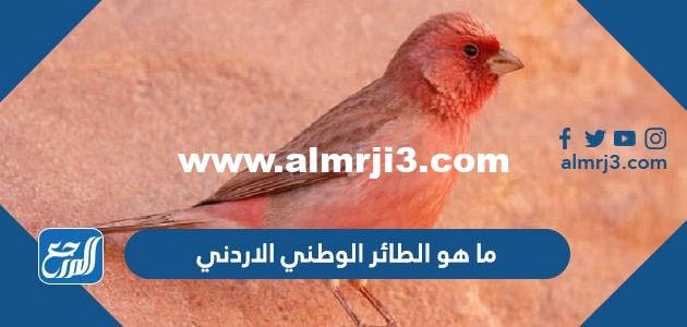 ما هو الطائر الوطني الاردني بالصور