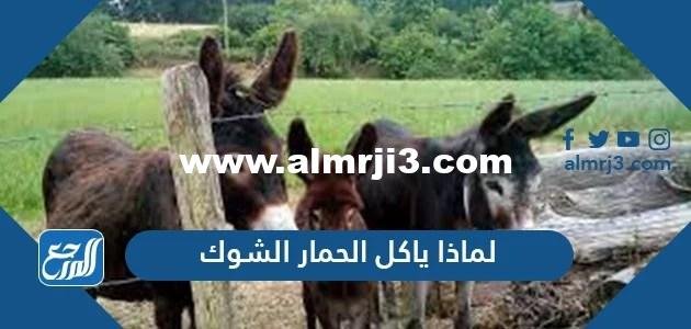 لماذا ياكل الحمار الشوك